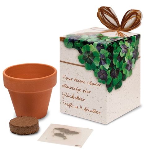 Flower pot with seeds in box - Image 3